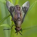 Chrysops striatus - photo 5