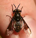 Chrysops surdus
