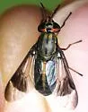 Chrysops univittatus - photo 2