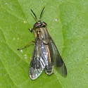 Chrysops univittatus - photo 3