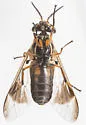 Chrysops univittatus - photo 4