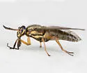 Chrysops upsilon - photo 2