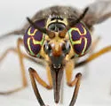 Chrysops upsilon - photo 3