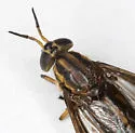 Chrysops upsilon - photo 4