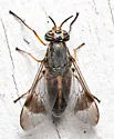 Chrysops upsilon - photo 5
