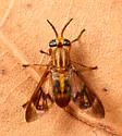 Chrysops variegatus