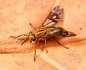 Chrysops variegatus - photo 2
