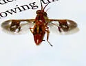 Chrysops variegatus - photo 3