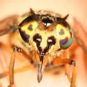 Chrysops venus - photo 2