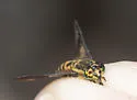Chrysops venus - photo 3