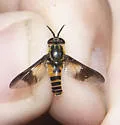 Chrysops venus - photo 4