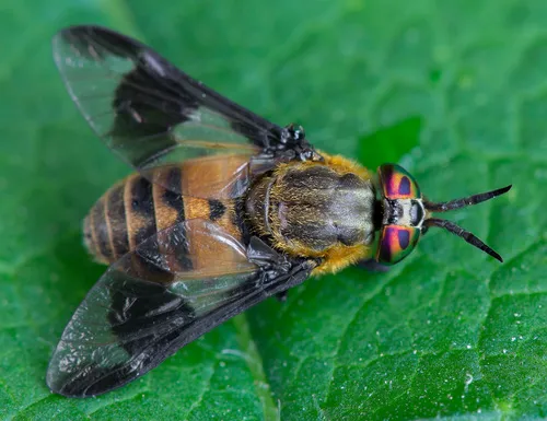 Square-spot Deer Fly