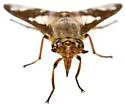 Chrysops virgulatus - Chrysops virgulatus