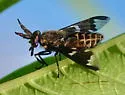 Chrysops virgulatus - photo 2