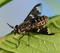 Chrysops virgulatus - photo 3
