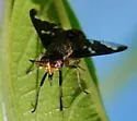 Chrysops virgulatus - photo 4
