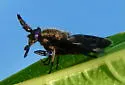 Chrysops virgulatus - photo 5