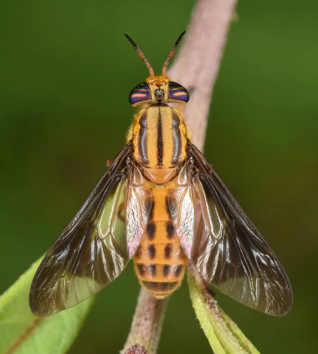 Chrysops vittatus - photo 2