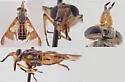Chrysops wileyae