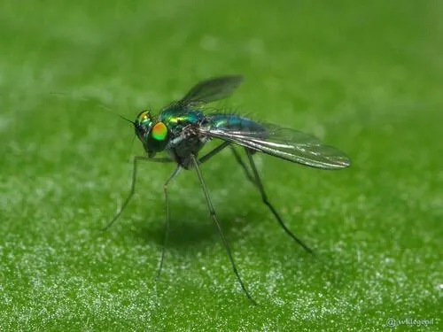 Chrysosoma globiferum
