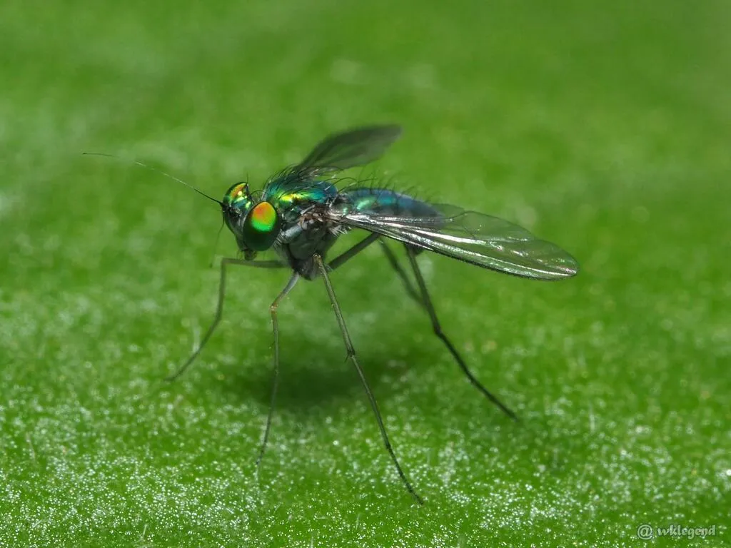 Chrysosoma globiferum - photo 2