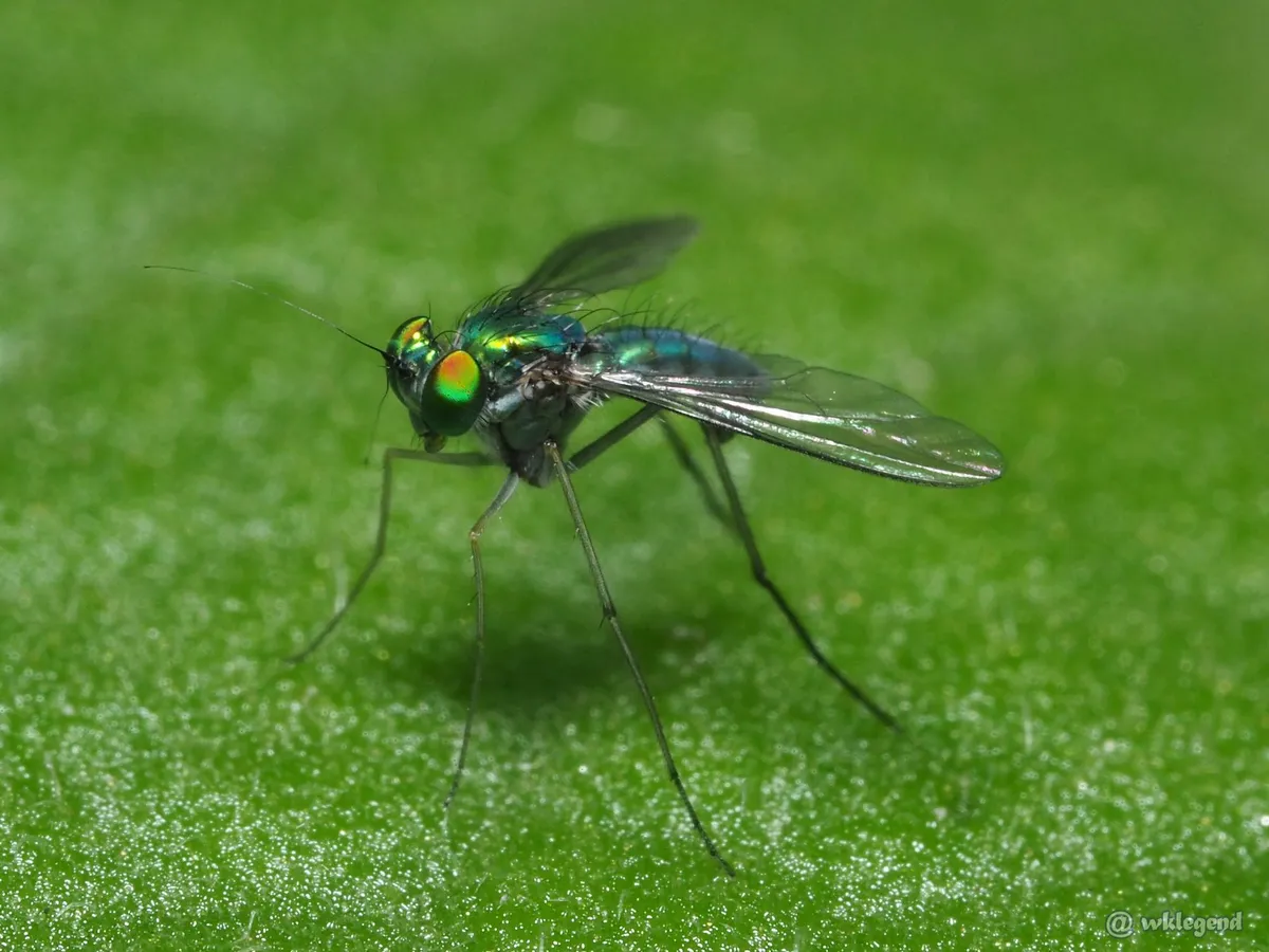 Chrysosoma globiferum - photo 3