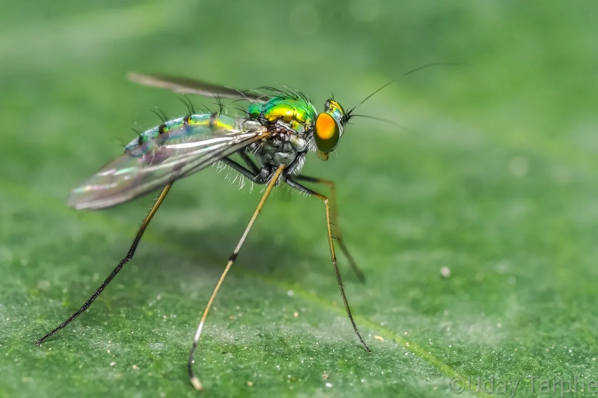 Chrysosoma leucopogon - photo 3