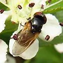 Chrysosyrphus frontosus