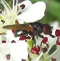 Chrysosyrphus frontosus - photo 2
