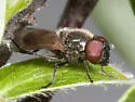 Chrysosyrphus latus