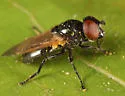 Chrysosyrphus versipellis - photo 2