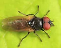 Chrysosyrphus versipellis - photo 3