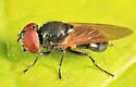 Chrysosyrphus versipellis - photo 4