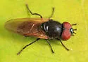 Chrysosyrphus versipellis - photo 5