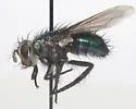 Chrysotachina longipennis