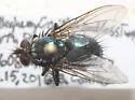 Chrysotachina longipennis - photo 2