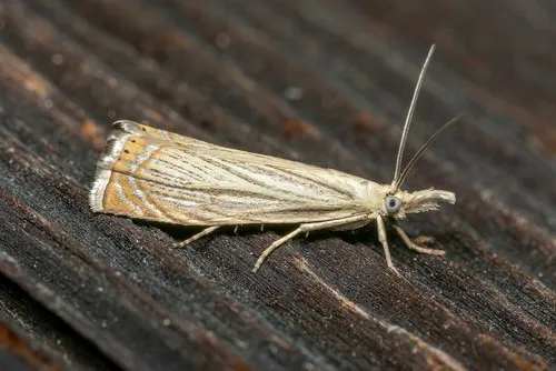 Chrysoteuchia culmella