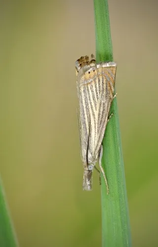 Chrysoteuchia culmella - photo 4