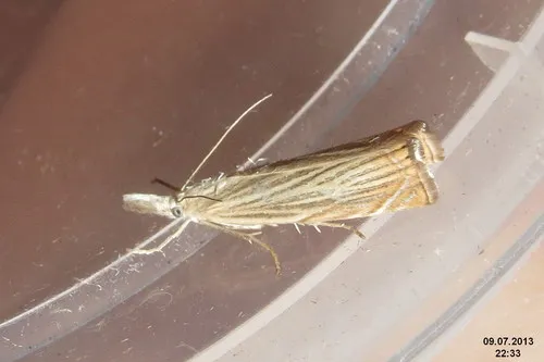 Chrysoteuchia culmella - photo 8