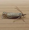 Cranberry Girdler - Hodges#5391 - photo 4