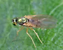 Chrysotimus delicatus