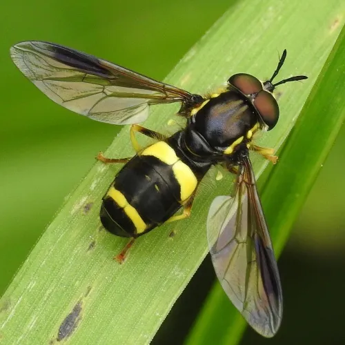 Chrysotoxum bicinctum