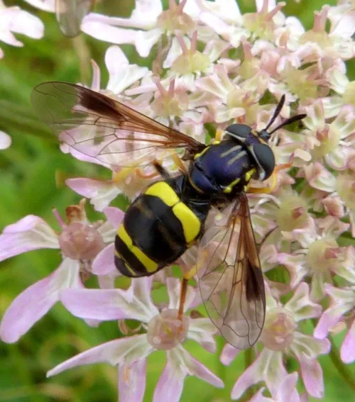 Chrysotoxum bicinctum - photo 2