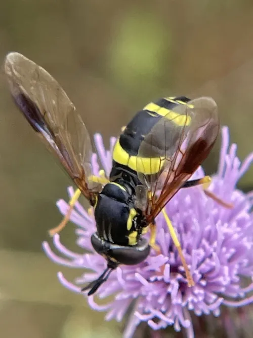 Chrysotoxum bicinctum - photo 3