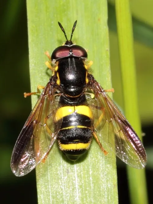 Chrysotoxum bicinctum - photo 4