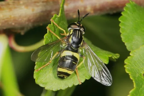 Chrysotoxum bicinctum - photo 5