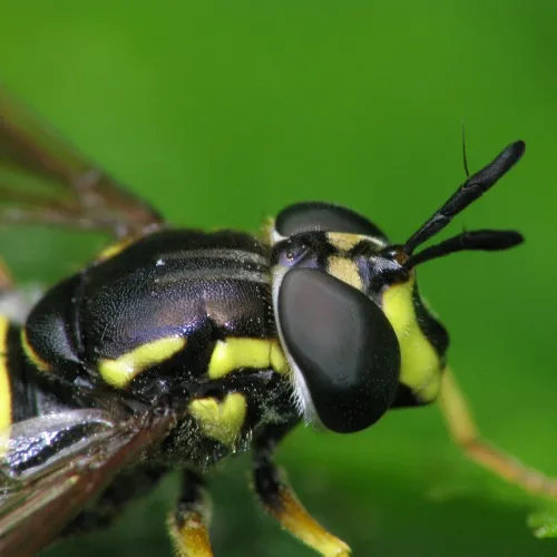 Chrysotoxum bicinctum - photo 6
