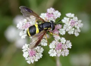 Chrysotoxum bicinctum - photo 7
