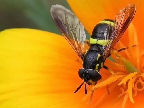 Chrysotoxum bicinctum - photo 8