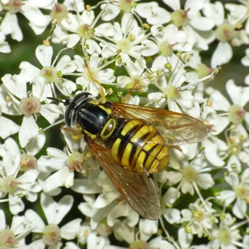 Chrysotoxum cautum